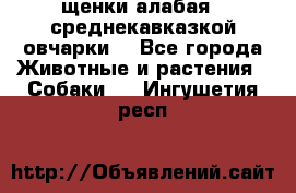 щенки алабая ( среднекавказкой овчарки) - Все города Животные и растения » Собаки   . Ингушетия респ.